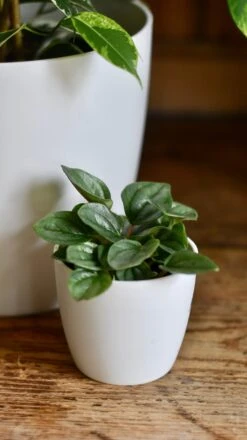 Ficus Golden King & Baby Peperomia Milano Houseplant Gift Set -Verdant Haven Sales Store 048674CA AAC7 46C9 956F 914B9D24093A 1 201 a