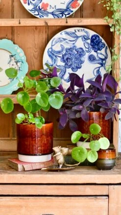 Amber Reactive Planter (13cm Plant Pot) -Verdant Haven Sales Store 052228E4 4B24 48F0 AC19 CFE524D5EBC7 1 201 a