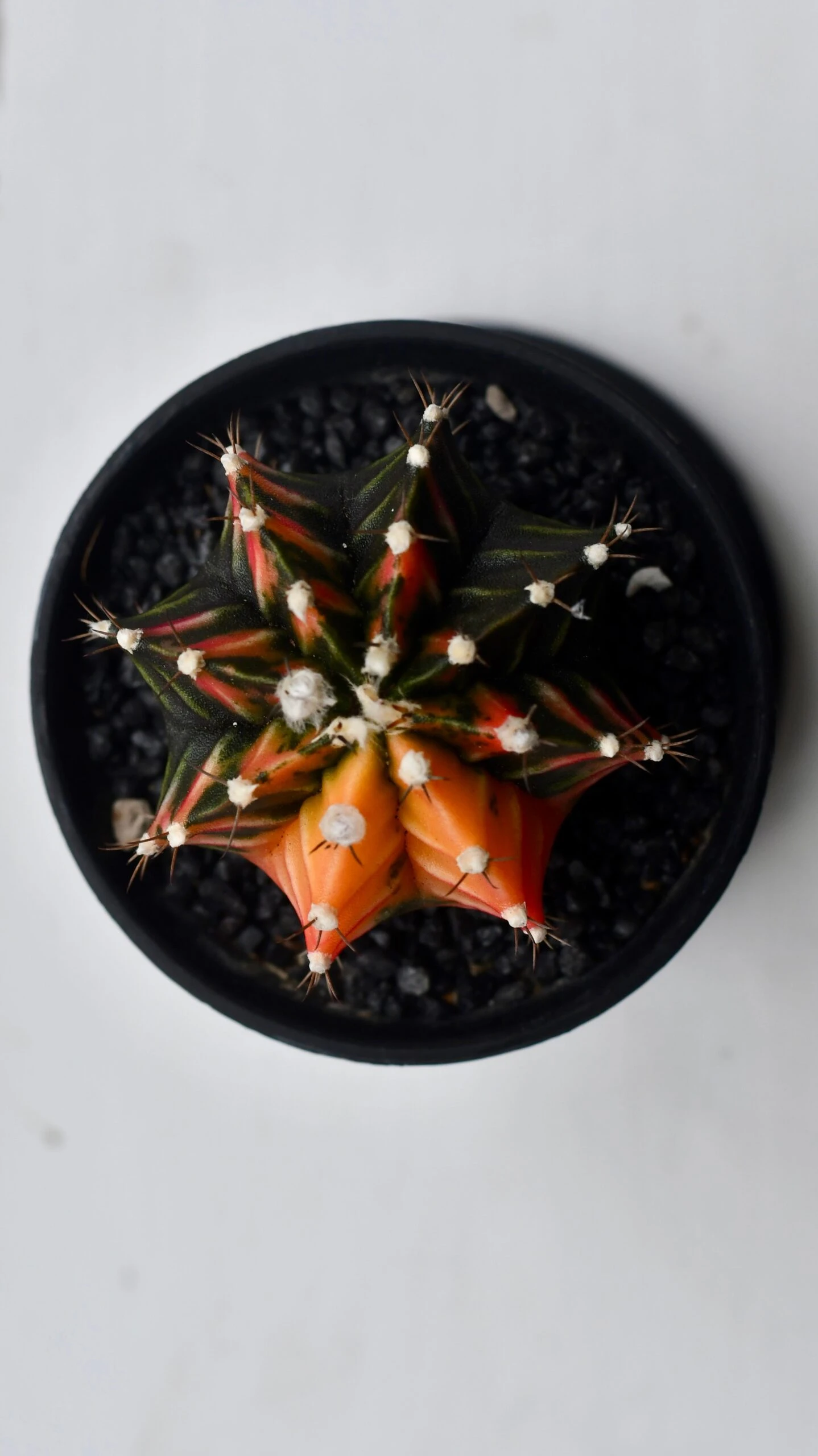 Variegated Gymnocalycium Cactus 5 Variegated Gymnocalycium Cactus - Image 5