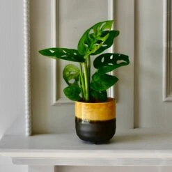 Amber Reactive Planter With Foot (7cm Plant Pot)