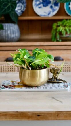 Philodendron Scandens Brasil In Atsu Brass Pot -Verdant Haven Sales Store 093AED74 FC96 40DF BA0D 2985DA7871E8 1 201 a cfd98319 475b 496b b0d5 e22843b57431