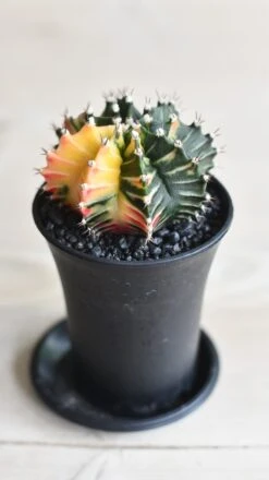 Variegated Gymnocalycium Cactus 14 Variegated Gymnocalycium Cactus -Verdant Haven Sales Store 096EA931 C40D 4235 AC26 71F5ABD7645D