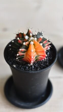 Variegated Gymnocalycium Cactus 13 Variegated Gymnocalycium Cactus -Verdant Haven Sales Store 09CC3A05 4997 4A33 A1C9 4A4AE2FB1793