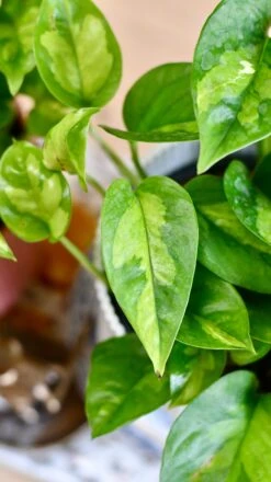 Epipremnum Global Green (Devil's Ivy) & Vibes Pot -Verdant Haven Sales Store 09F66A06 2F24 435C A642 6BD9D66BAC47 1 201 a