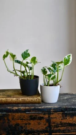 Baby Epipremnum Aureum N'Joy & Brussels Pot