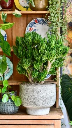 Crassula Ovata 'Hobbit' (Hobbit Jade Plant) -Verdant Haven Sales Store 0DC21AA4 C0CD 449A AA76 683D078D643F 1 201 a