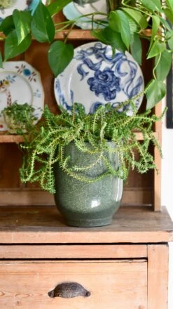 Crassula Viricosa | Hanging Succulent | Jade Necklace | Rare Plant -Verdant Haven Sales Store 0F437251 5939 4385 A787 C01B6E8C73B3 1 201 a