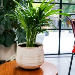 Como Cream Premium Glaze Planter (12cm Plant Pot) -Verdant Haven Sales Store 136863 2 jpg eced7dd2 c680 4b56 b5e9 75b900ffff27