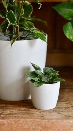 Ficus Golden King & Baby Peperomia Milano Houseplant Gift Set -Verdant Haven Sales Store 13769237 2D8A 4D64 A0B0 E3B88089803F 1 201 a