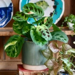 Ceramic Plant Pot | Eno Pot Green | D13cm Plant Pot