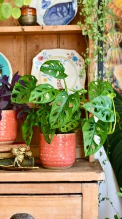 Titan Reactive Planter (13cm Plant Pot) -Verdant Haven Sales Store 19D9309C 239F 4670 B99F 084213677D19 1 201 a