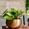 Philodendron Scandens Brasil In Atsu Brass Pot