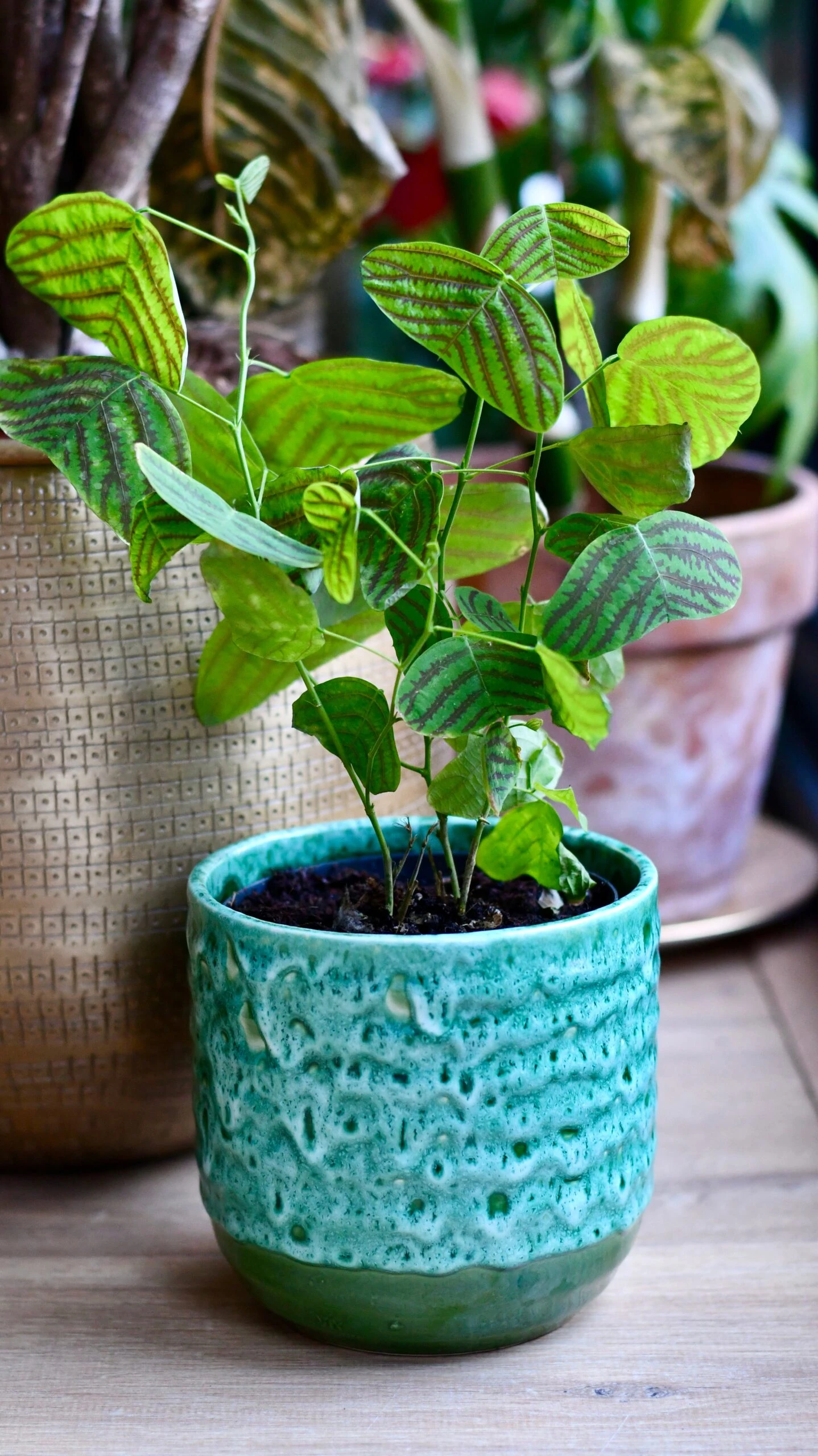 Swallow Tail, Butterfly Plant (Christia Obcordata) 1 Swallow Tail, Butterfly Plant (Christia Obcordata)