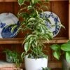 Ficus Golden King & Baby Peperomia Milano Houseplant Gift Set