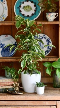 Ficus Golden King & Baby Peperomia Milano Houseplant Gift Set