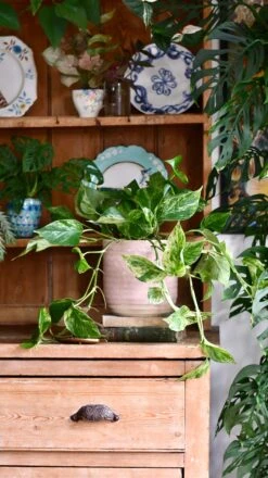 Scindapsus Marble Queen | Pothos | 30cm Hanging Pot Plant -Verdant Haven Sales Store 22FA975B 59DD 423C 9BBE 0642C9132DEA 1 201 a