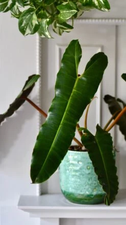 Philodendron Billietiae -Verdant Haven Sales Store 2BAEB762 EE49 41C0 A038 0B116E6DAB84 1 201 a 016aef1d 3b24 4c9e a104 01a82ac5425b