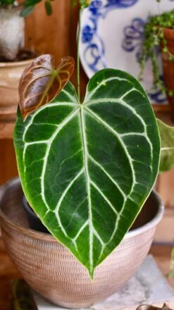 Anthurium Crystallinum 6 Anthurium Crystallinum -Verdant Haven Sales Store 2D8B612C D321 457D 887C 7C34CA587EE3 1 201 a