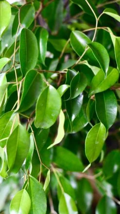 Indoor Weeping Fig Tree | Ficus Benjamina | Ficus Benjamina Weeping Fig Tree -Verdant Haven Sales Store 2F0CF731 2BC5 4047 97B2 B4C41C662485 1 201 a c54d083f fef3 48fd a9f6 9a9494b6fa6a