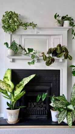 Dieffenbachia Seguine 'Banana' -Verdant Haven Sales Store 2F2CA928 4DCC 4747 97E4 AC625A351A6B 1 201 a