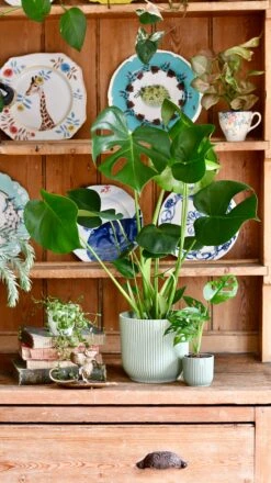 Monstera Deliciosa & Baby Monstera Adansonii Set -Verdant Haven Sales Store 3464B579 1F26 45AA B54F 34F5017E8ACE 1 201 a