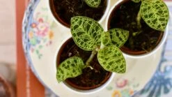 Macodes Petola (Jewel Orchid) -Verdant Haven Sales Store 351DF59B 9ED6 4A26 8D6F 2459ED2D9C06 1 201 a