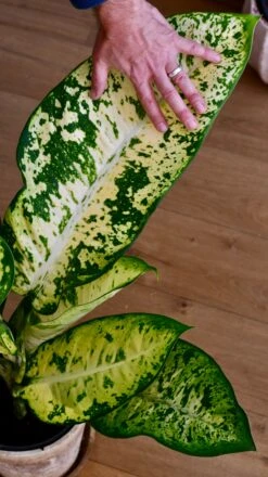 Dieffenbachia Seguine 'Banana' -Verdant Haven Sales Store 3E1A83E7 8516 43EE 86CF 78D0DF7E1672 1 201 a