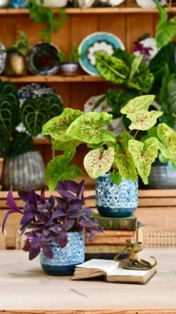 Reactive Glaze Planter (Sapphire 13cm Plant Pot) -Verdant Haven Sales Store 408EE7FC C7DC 41F8 ACFD 40CB2561AA86 1 201 a