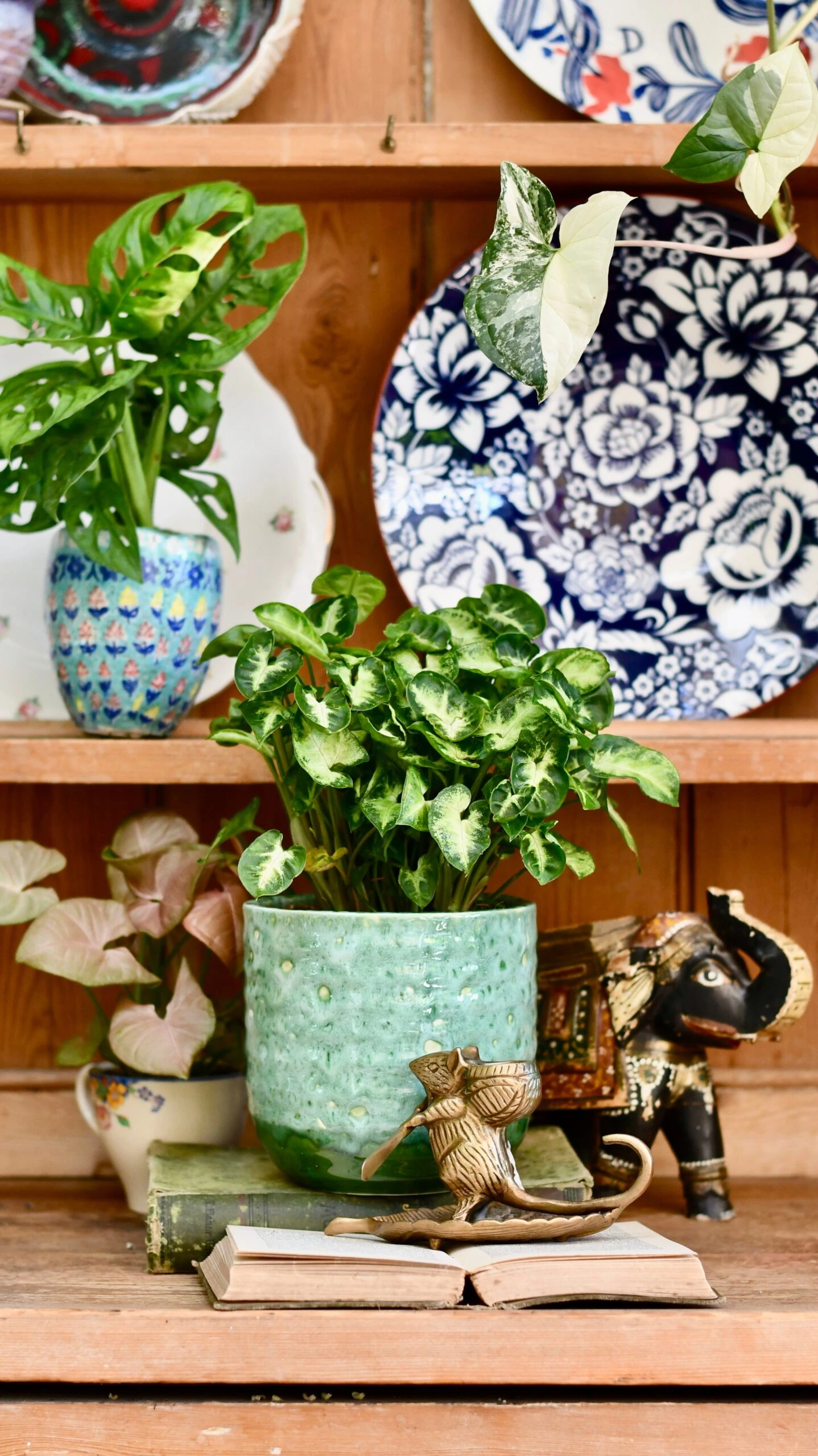 Syngonium Pixie - Arrowhead Plant 2 Syngonium Pixie - Arrowhead Plant - Image 2