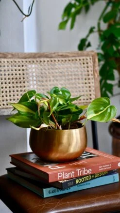 Philodendron Scandens Brasil In Atsu Brass Pot -Verdant Haven Sales Store 4144FEAB 82BA 4128 9A61 65A8D8E91F83 1 201 a