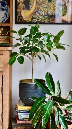 Ficus Benghalensis & Pot 'Petite Audrey' (Bengal Fig) -Verdant Haven Sales Store 4320811C F9EC 49CA 8774 85C6E46A3B75 1 201 a 7736dda3 6cf8 40fe b571 64b097d315ff