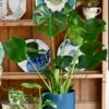 Monstera Deliciosa & Baby Monstera Adansonii Set