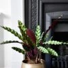 Large Rattlesnake Plant & Tembesi Pot