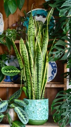 Sansevieria Laurentii, Variegated Snake Plant, Mother In Laws Tongue -Verdant Haven Sales Store 4946D10A 9531 4B6D 927A B11816B24D23 1 201 a