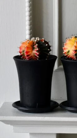 Variegated Gymnocalycium Cactus