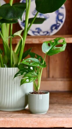 Monstera Deliciosa & Baby Monstera Adansonii Set -Verdant Haven Sales Store 4AD93422 F500 498E 90B4 06D9A3172AA0 1 201 a