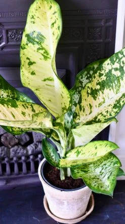 Dieffenbachia Seguine 'Banana' -Verdant Haven Sales Store 53B2BAA6 1FB1 4B6B B135 A8440CAB08F4 1 201 a