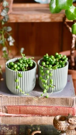 Baby String Of Pearls, Senecio Rowleyanus -Verdant Haven Sales Store 5690CFD1 5CBA 402B B47A AF608AC5D471 1 201 a d4881443 62bd 4602 be22 7e906cfa9026