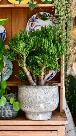 Crassula Ovata 'Hobbit' (Hobbit Jade Plant) -Verdant Haven Sales Store 583B806A 8DEF 4021 95A4 549DFDE562C4 1 201 a