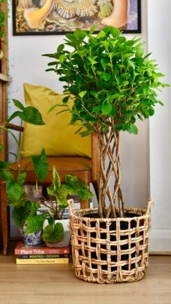 Ficus Microcarpa Moclame (Chinese Banyan Tree) -Verdant Haven Sales Store 58F567E3 AC5E 4003 AC35 957118866D3F 1 201 a