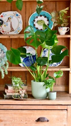 Monstera Deliciosa & Baby Monstera Adansonii Set -Verdant Haven Sales Store 5AB485DE CBC5 44F6 B8EE 719C4163D747 1 201 a