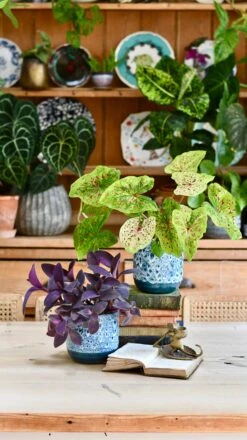 Reactive Glaze Planter (Sapphire 13cm Plant Pot) -Verdant Haven Sales Store 5F1030BF 311E 45BB 9E09 B84896853E06 1 201 a