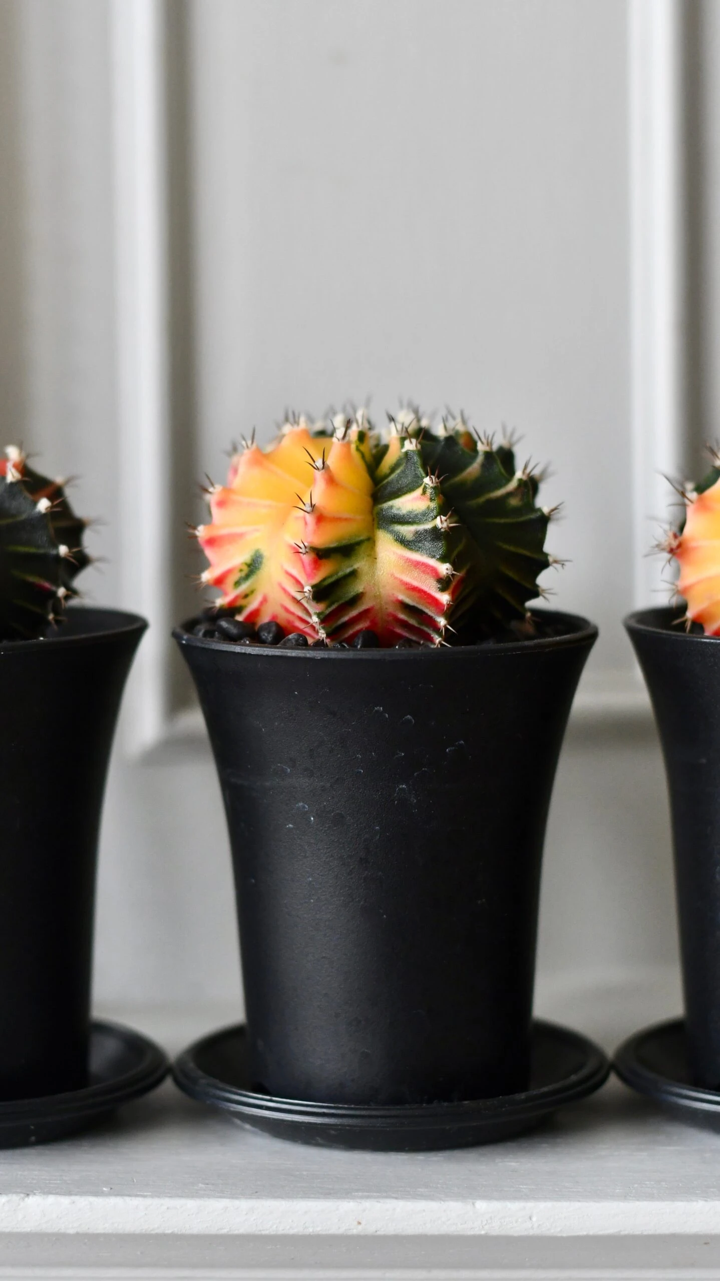 Variegated Gymnocalycium Cactus 2 Variegated Gymnocalycium Cactus - Image 2