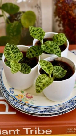 Macodes Petola (Jewel Orchid) -Verdant Haven Sales Store 6924DF31 D409 4F4B ABEE 4E2E2649CFF4 1 201 a