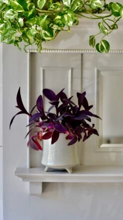 Stone Planter (13cm Plant Pot) -Verdant Haven Sales Store 6EBBA166 C518 4AE5 A2F0 F9114F86B12B 1 201 a