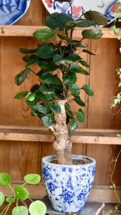 Polyscias Fabian Bonsai Tree (Aralia Fabian) -Verdant Haven Sales Store 71B1DCBE F45C 4697 9776 FA0EF3C8926E 1 201 a