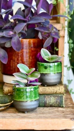 Amber Reactive Planter (13cm Plant Pot) -Verdant Haven Sales Store 7495A9E1 32B6 4D89 975D 9DEEA2768A76 1 201 a