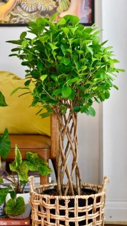 Ficus Microcarpa Moclame (Chinese Banyan Tree) -Verdant Haven Sales Store 74D32667 065F 4243 97C7 7F4535580A7A 1 201 a