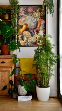 Polyscias Ming Or Aralia Ming -Verdant Haven Sales Store 75F2292F 85AC 4C3C A3E2 E34387D10593 1 201 a