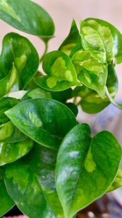 Epipremnum Global Green (Devils Ivy) 8 Epipremnum Global Green (Devils Ivy) -Verdant Haven Sales Store 76A2269A 4BDC 44C5 8662 960403403D0E 1 201 a c12a1da2 38b9 4cb3 be7f 8c4e9e706932